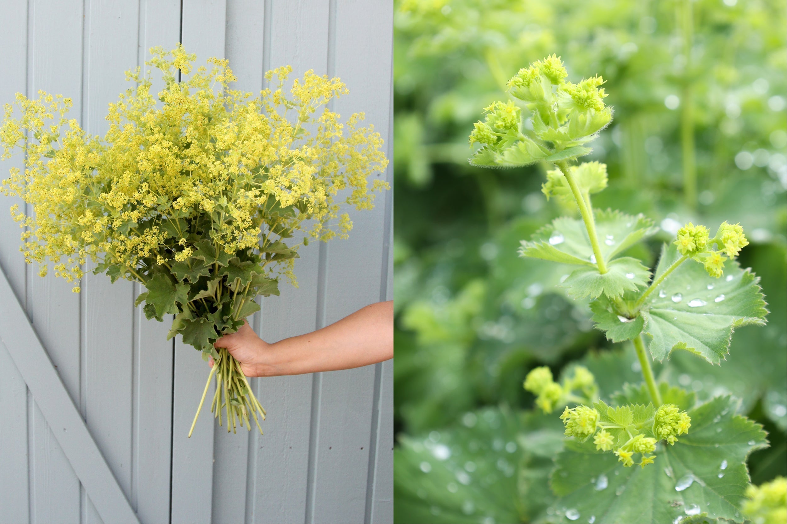 Strauß aus blühendem Frauenmantel (Alchemilla mollis) mit zarten, gelbgrünen Blütendolden – beliebte Schnittblume aus dem Gartenzauber-Sortiment.