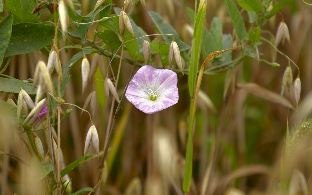 Die Ackerwinde – Ein hartnäckiger Begleiter der Felder