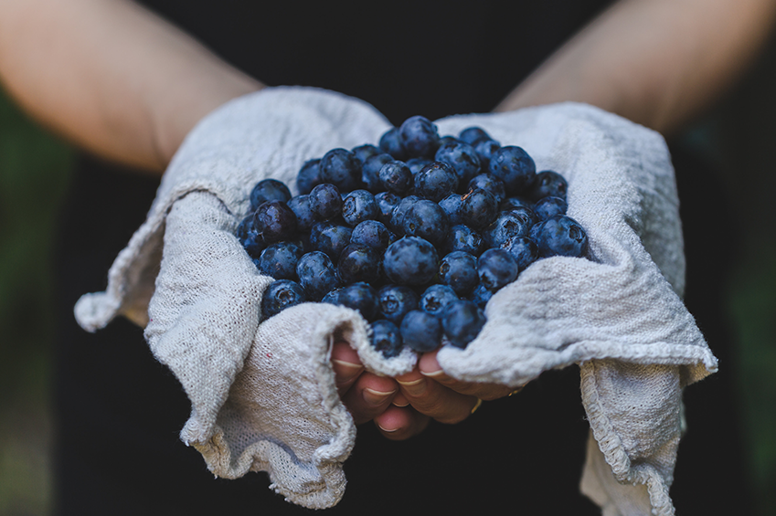 Blaubeere, amerikanisch