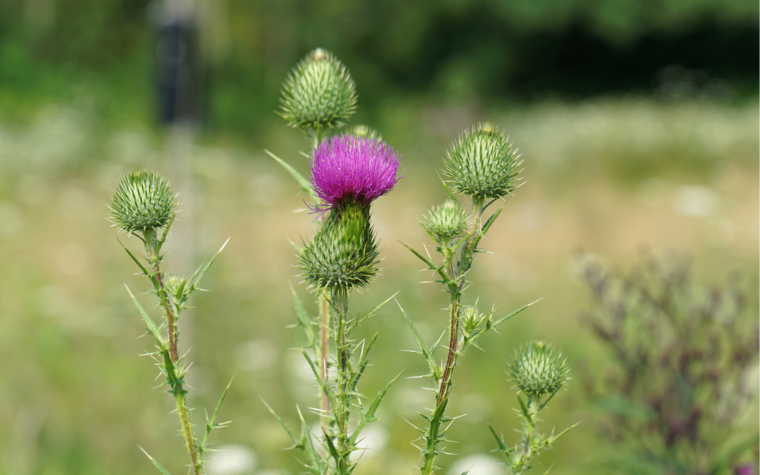 Die Distel – Ein Unkraut mit Potenzial