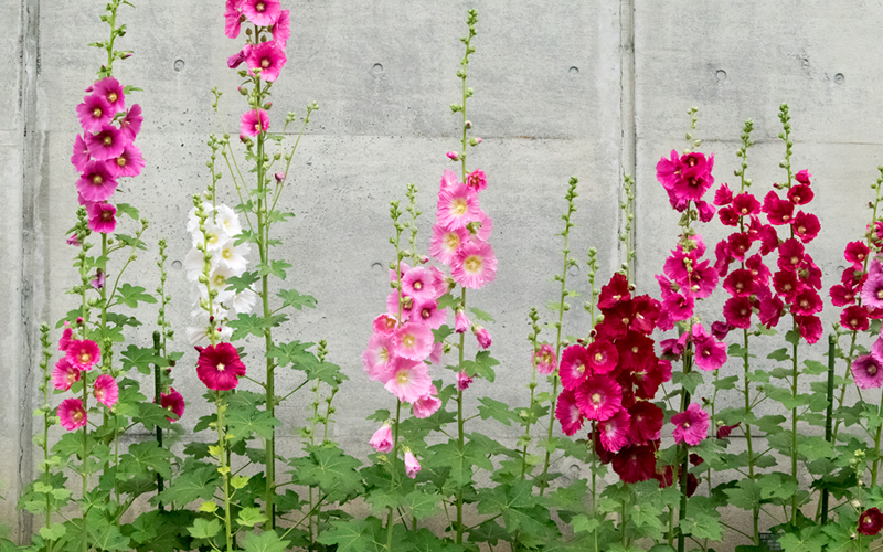 Gartentipps für den Ziergarten im Juni