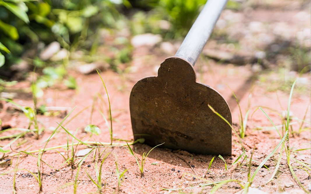 Quecke – hartnäckiges Unkraut oder Teil des ökologischen Gleichgewichts?