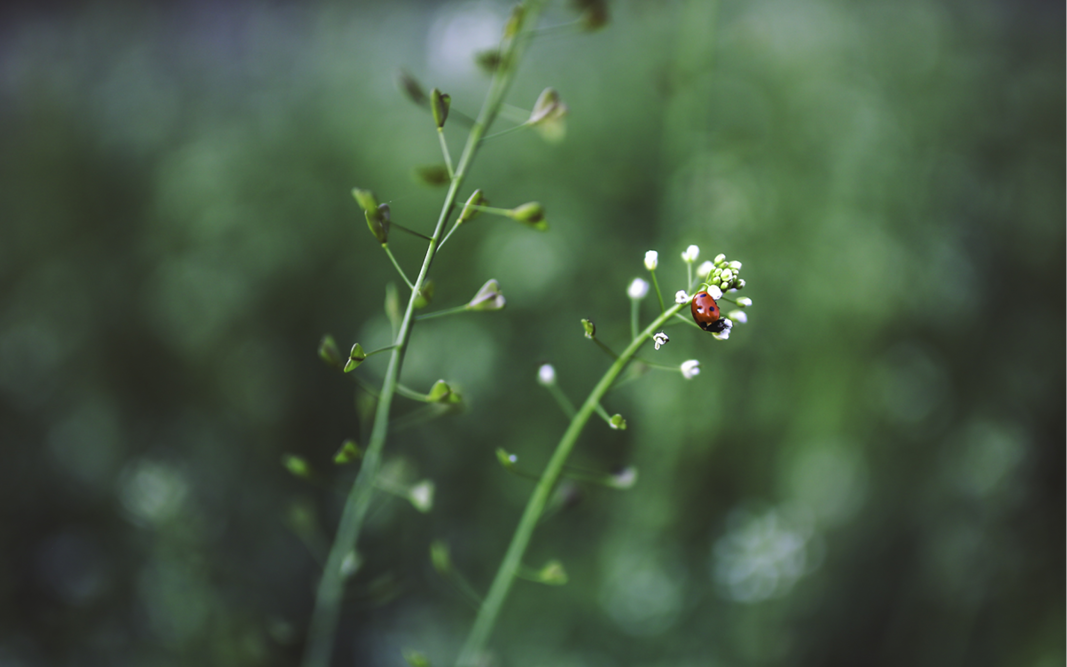 Hirtentäschel – das kleine Herz am Wegesrand