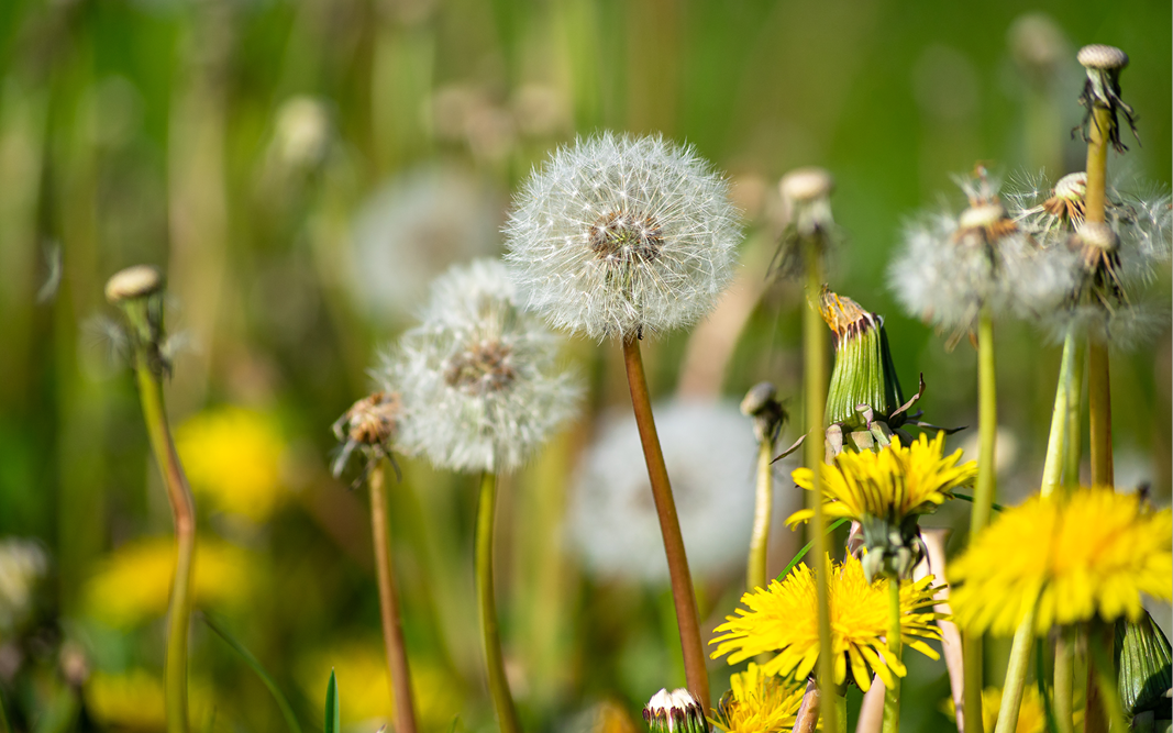 Löwenzahn – Das vielseitige Wildkraut