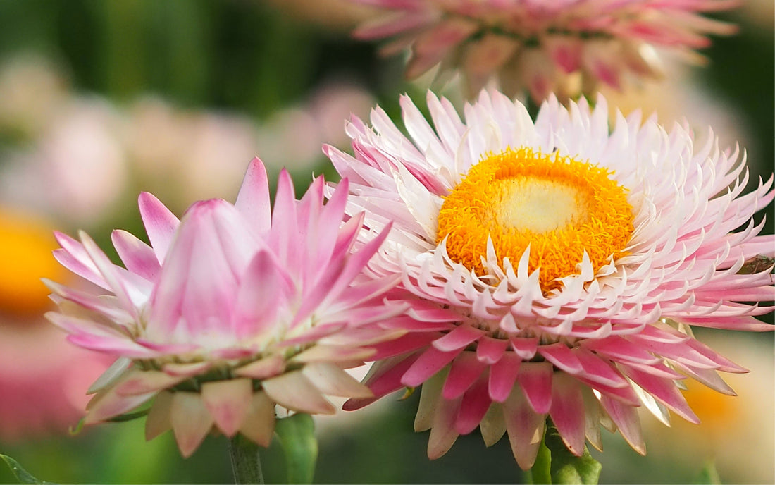 Blüten der Gartenstrohblume Silvery Rose in Nahaufnahme