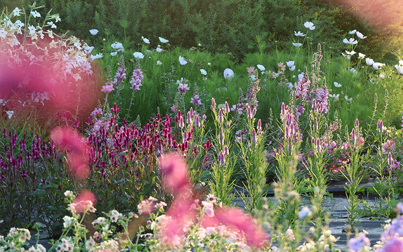 Einjährige Sommerblumen pflegen – So blühen sie den ganzen Sommer
