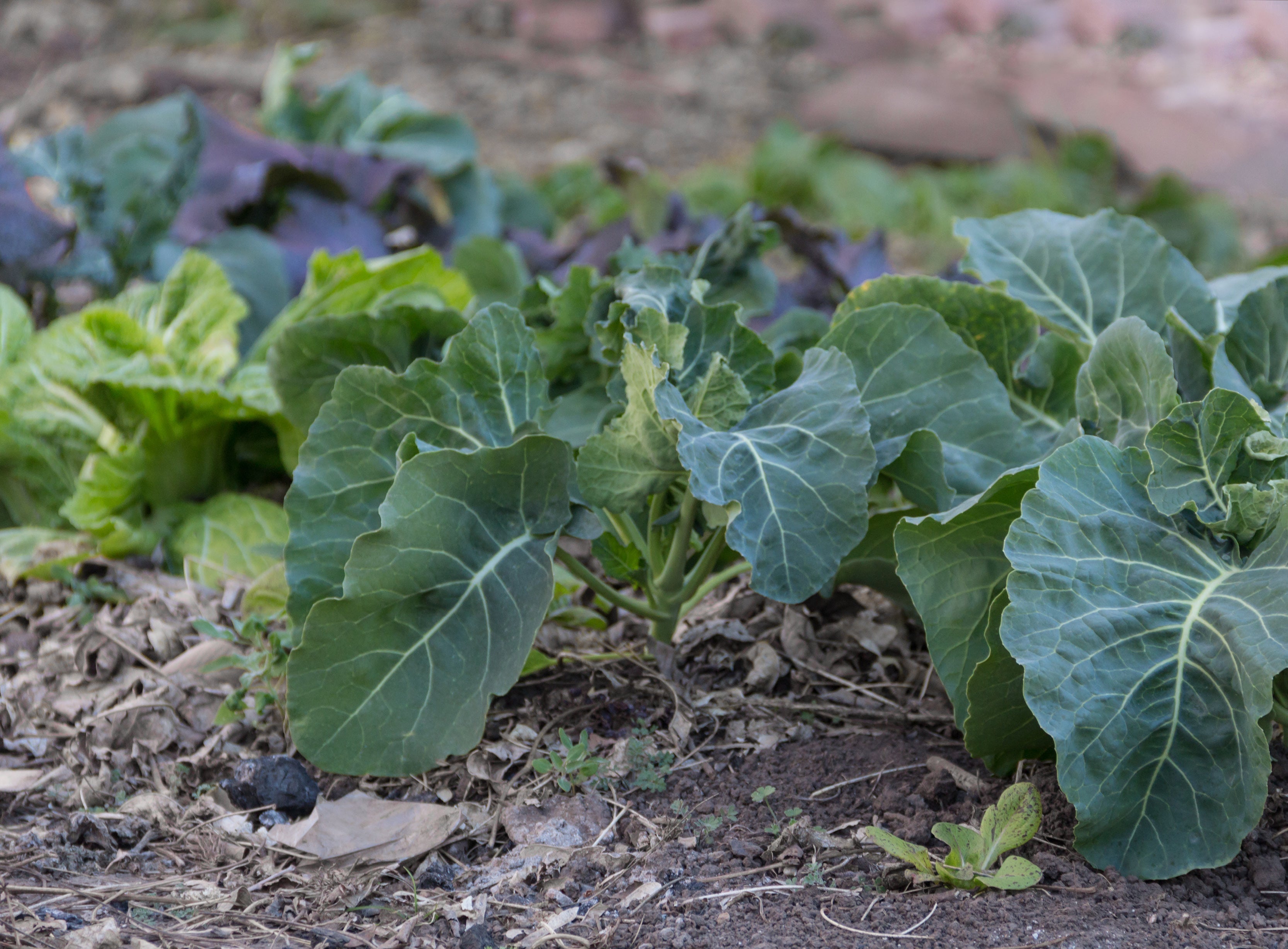 Winterkohl anbauen – So versorgst Du Dich auch im Winter mit frischem Gemüse