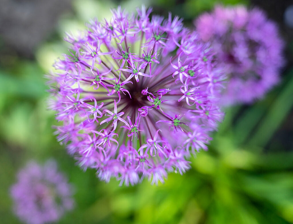 Die violettblaue Blüte des Zierlauchs von oben in Nahaufnahme.