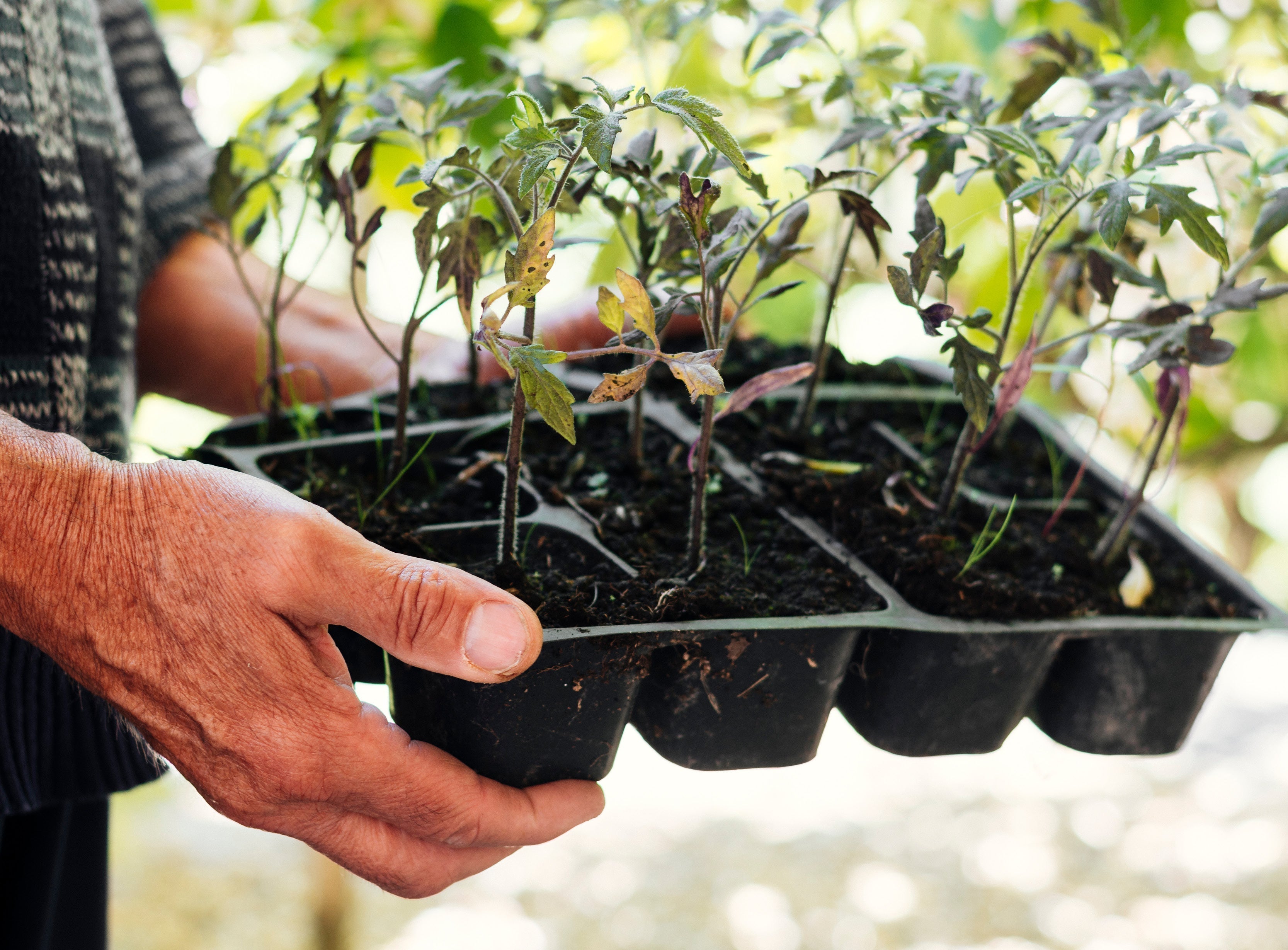Jungpflanzen abhärten – So gewöhnst Du Gemüse und Sommerblumen an das Leben im Freiland
