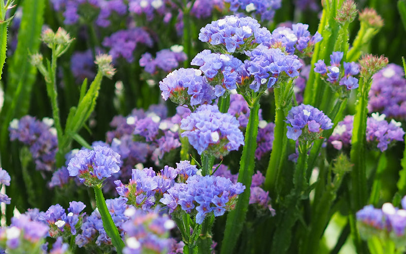 Geflügelter Strandflieder (Limonium sinuatum) mit zart violett-blauen Blüten im Sommerbeet.