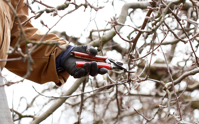 Gartentipps für den Nutzgarten im Februar