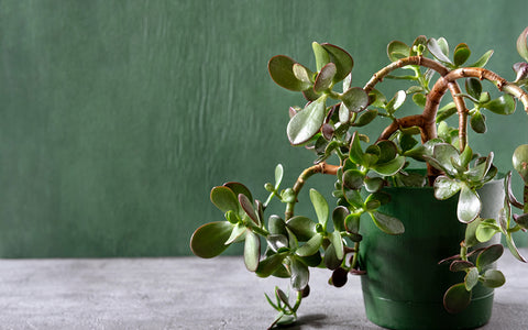 Wunderpflanze Geldbaum  Gartenzauber