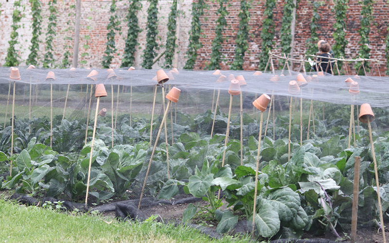 Gartentipps im Mai: So bringen Sie Ihren Nutzgarten zum Blühen