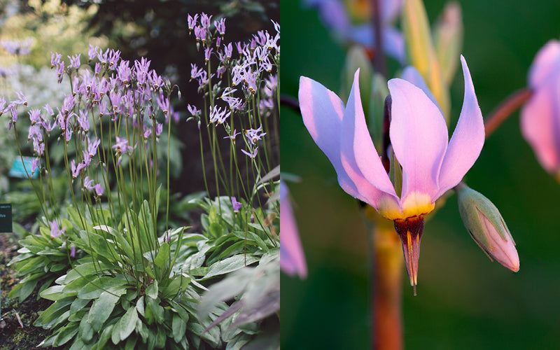 Götterblume (Dodecatheon meadia) mit zart rosafarbenen, zurückgeschlagenen Blüten in halbschattiger Frühlingspflanzung; Detailaufnahme der eleganten Blütenform und Gesamtansicht der Staude im Beet