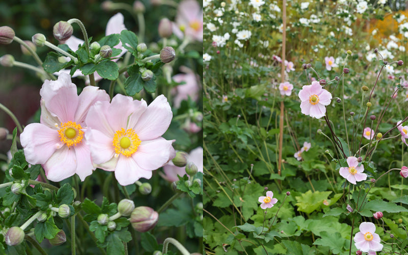 Herbstanemone (Anemone hupehensis var. japonica) mit zart rosafarbenen Blüten im spätsommerlichen Staudenbeet
