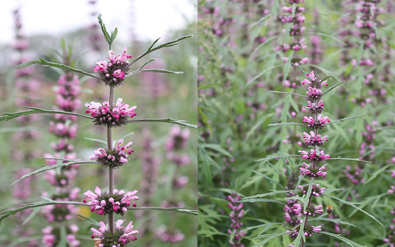 Herzgespann (Leonurus japonicus) mit rosa-lila Blütenständen als Strukturpflanze im Garten