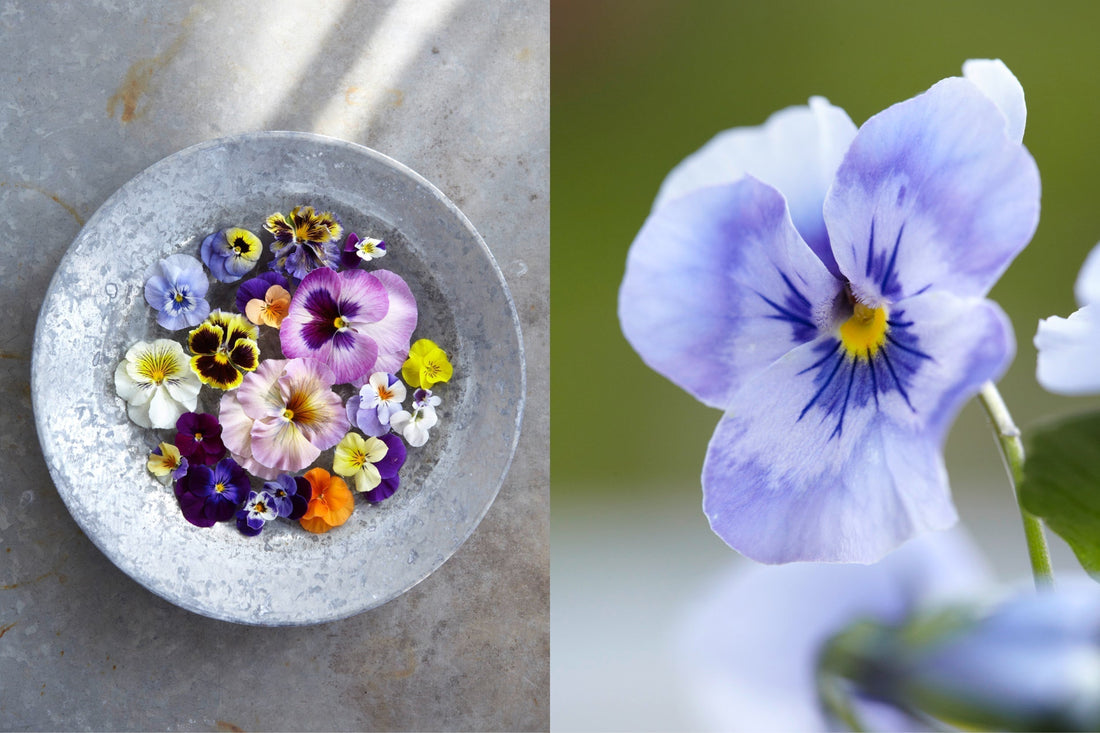 Violas – Hornveilchen und Stiefmütterchen – als schwimmende Blüten im Zinkgefäß und in Nahaufnahme, Frühlingsdekoration im Garten.