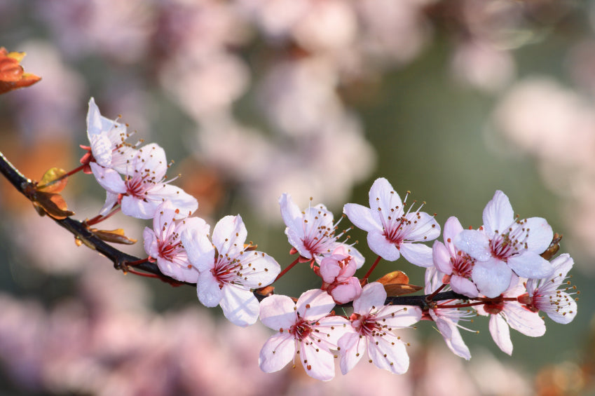 Kirschblütenzweig im Frühling in Nahaufnahme.