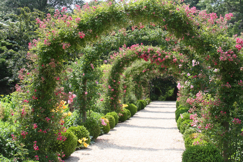Mehrere Rundbögen mit Ramblerrosen zieren einen Gartenweg.