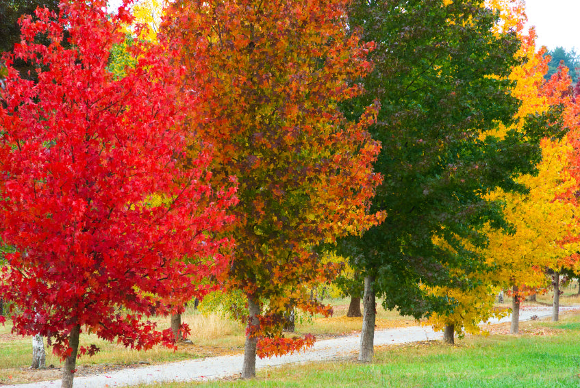 Eine Reihe von Amberbäumen mit leuchtend roten, orange und grünen Blättern entlang eines Weges, die die Farbenpracht des Herbstes zeigen.
