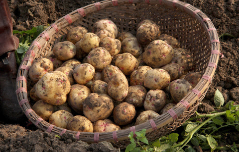 Kartoffel (Solanum tuberosum)  Gartenzauber