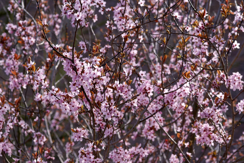 Zarte rosa Blüten der Blutpflaume verzieren die kahlen Äste des frühen Frühlings.