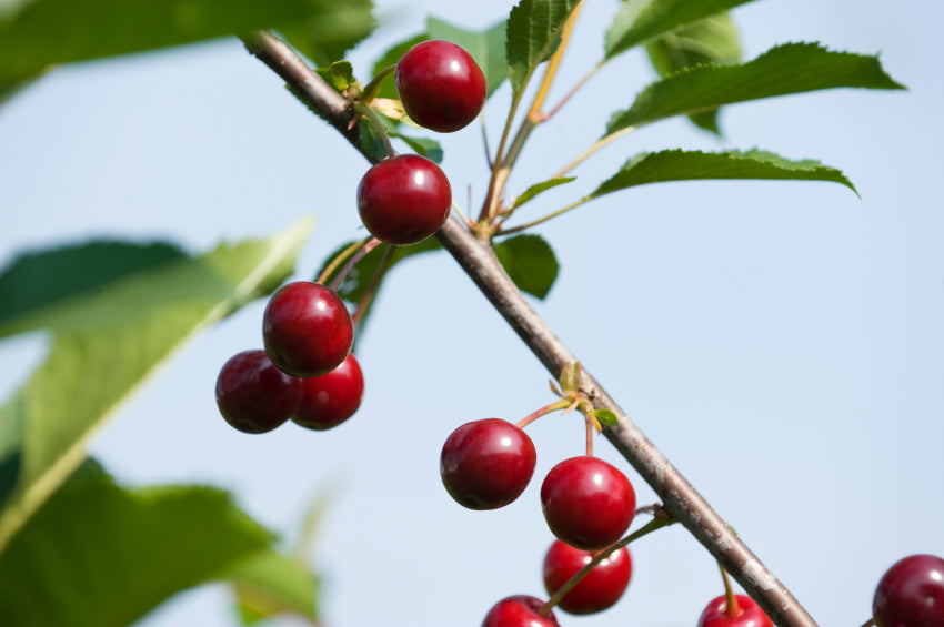 Reife Sauerkirschen hängen an einem Ast.