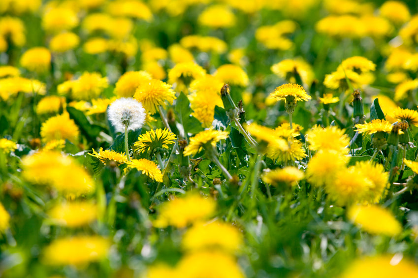 Löwenzahn (Taraxacum Officinale)