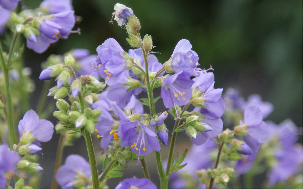 Blüten der blauen Jakobsleiter in Nahaufnahme