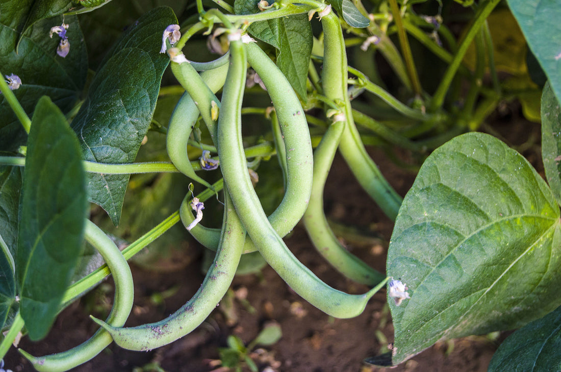 Gemüse nachsäen für die Spätsommer-Ernte: Frische Vielfalt auch in der zweiten Saisonhälfte