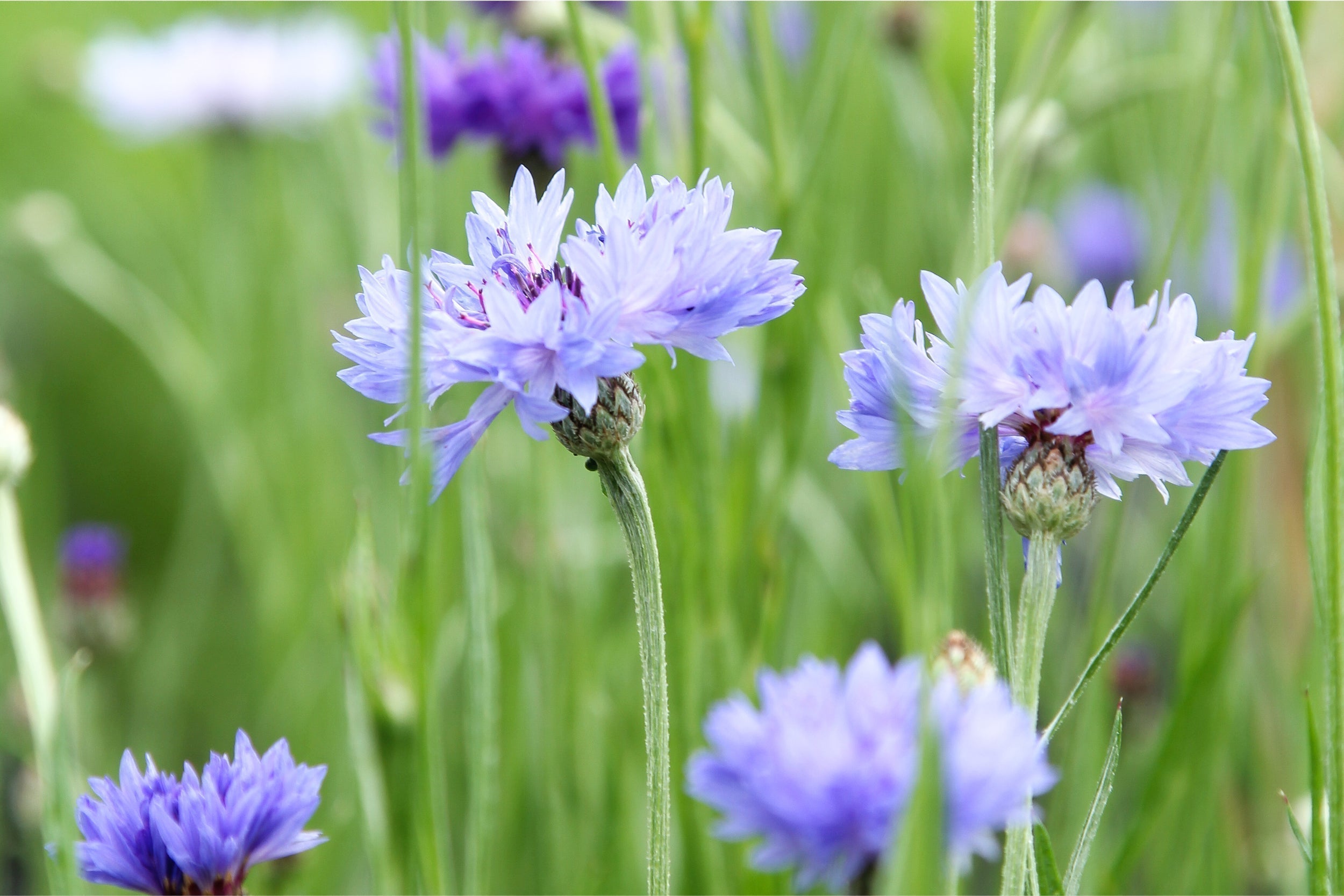 Kornblume (Centaurea cyanus) in zartem Himmelblau – klassische Sommerblume und Insektenmagnet im Garten.
