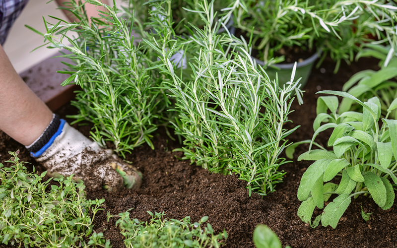 Gartentipps für den Nutzgarten im April