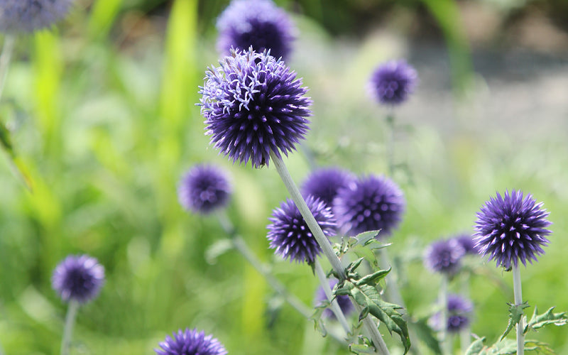 Kugeldistel Echinops ritro ‚Veicht’s Blue‘ mit intensiv blauen Blütenkugeln im sommerlichen Staudenbeet