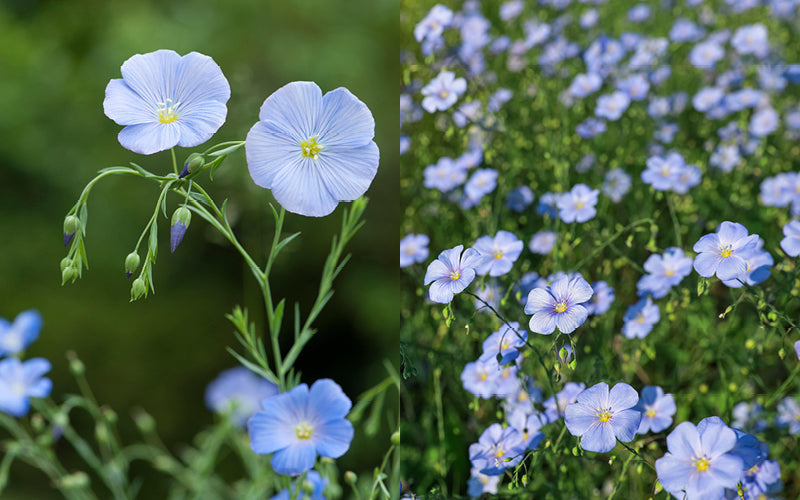 Stauden-Lein (Linum perenne) – Zarte Blüten für sonnige Gärten