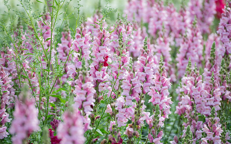 Löwenmäulchen Potomac Lavender