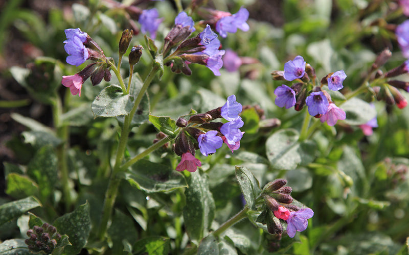 Lungenkraut (Pulmonaria officinalis) mit rosa und blau wechselnden Blüten und geflecktem Laub im Frühlingsgarten