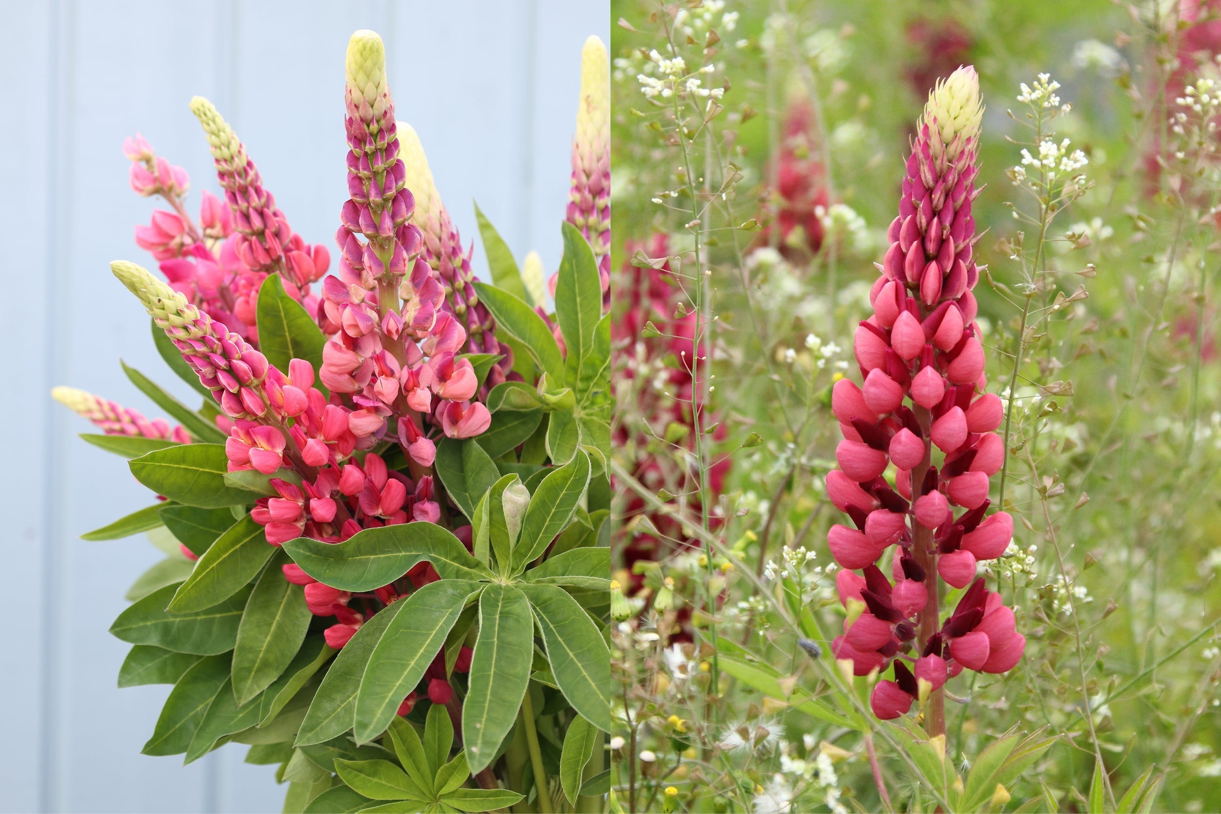 Lupinen (Lupinus polyphyllus) – üppige, pinkfarbene Blütentrauben aus der Serie ‘Gallery Pink Shades’ als prachtvolle Sommerblumen.