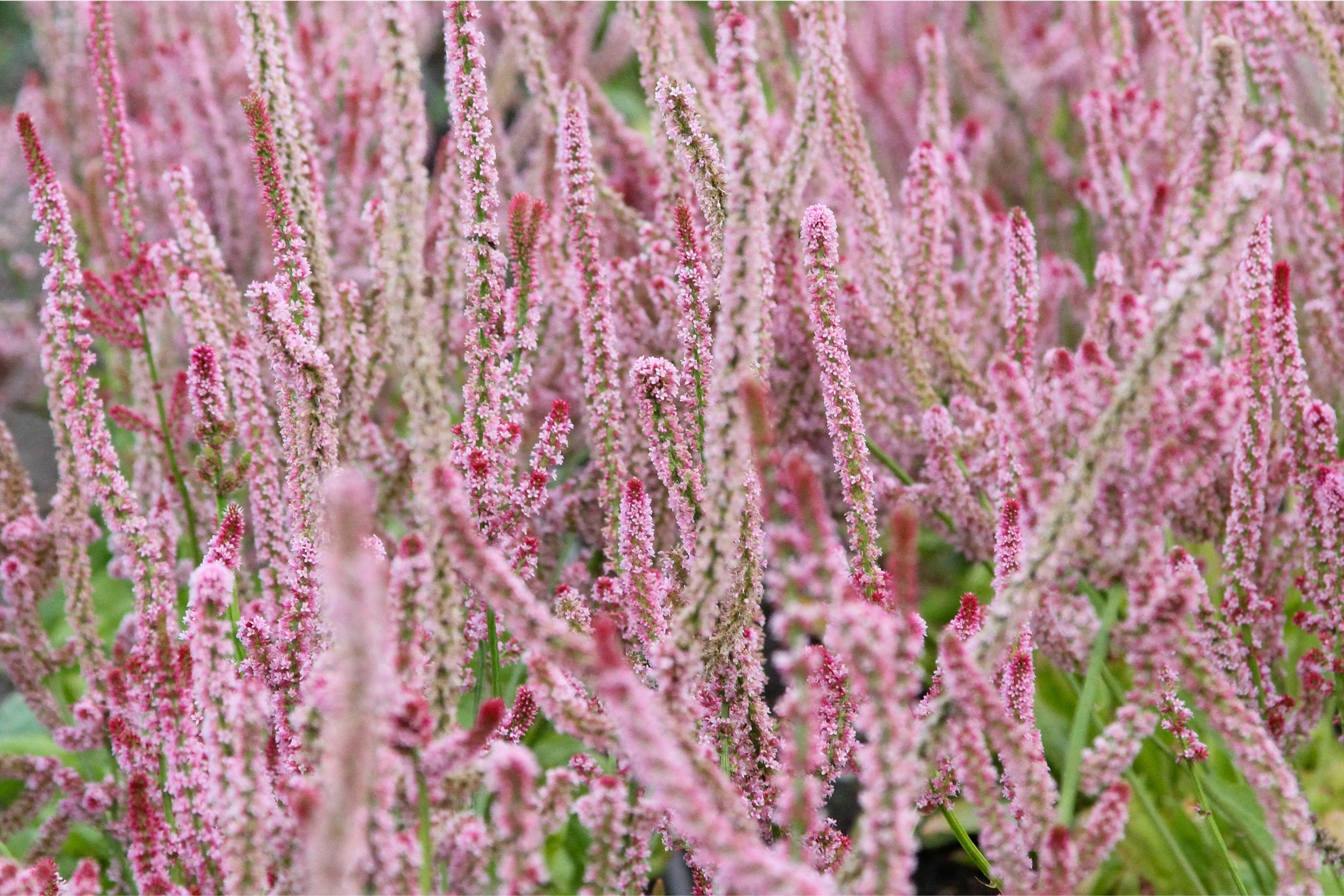 Meerlavendel (Limonium suworowii 'Pink Pokers') in voller Blüte – zarte, kerzenförmige Blütenstände in leuchtendem Pink als filigrane Sommerblume für sonnige Beete.