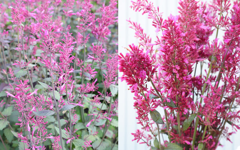 Mexikanische Duftnessel (Agastache cana) mit rosafarbenen Blüten und aromatischem Laub im sonnigen Staudenbeet