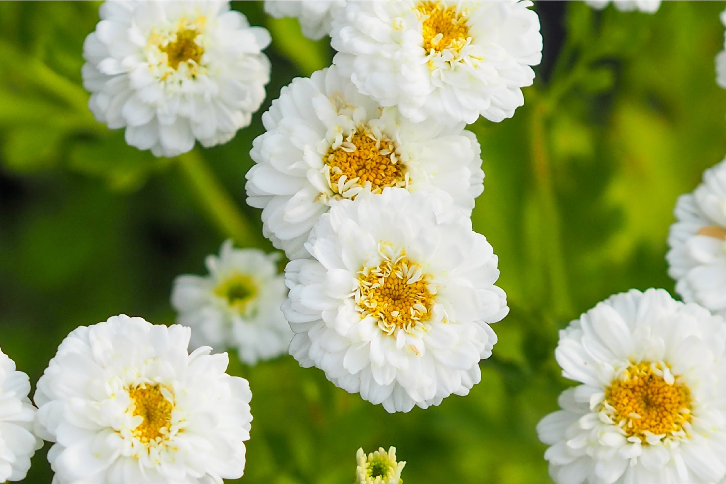 Gefüllte weiße Blüten des Mutterkrauts (Chrysanthemum parthenium ‘Tetraweiß’) – klassische Sommerblume für romantische Beete und zarte Sträuße.
