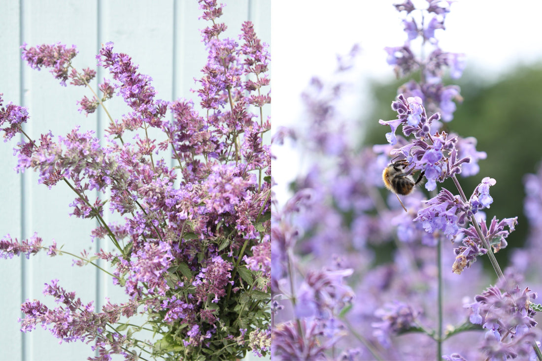 Blaue Katzenminze (Nepeta × faassenii) – duftende Staude mit violettblauen Blüten und Hummelbesuch im Sommergarten.