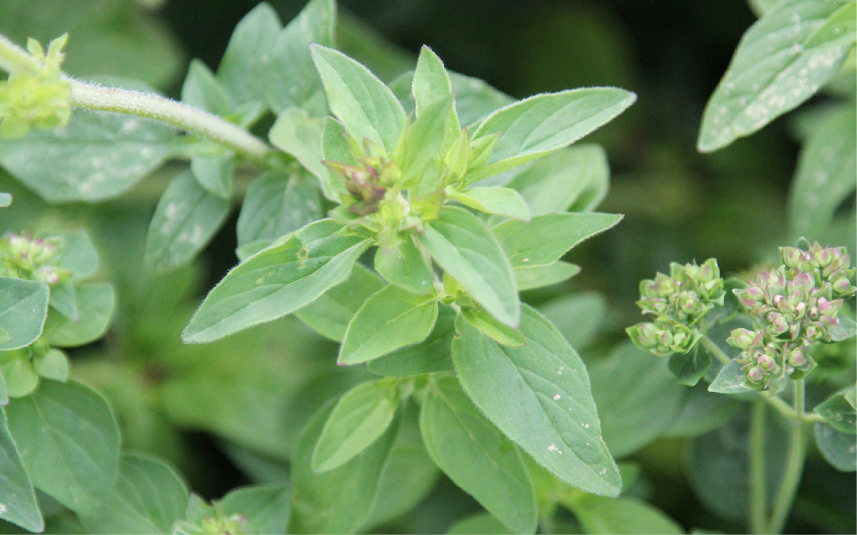 Oregano – aromatisches Würzkraut für Garten und Küche