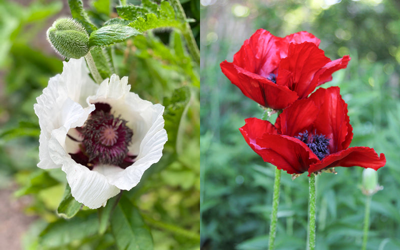 Orientalischer Mohn (Papaver orientale) mit weißen Blüten der Sorte ‚Royal Wedding‘ und leuchtend roten Blüten der Sorte ‚Beauty of Livermere‘ im sonnigen Staudenbeet