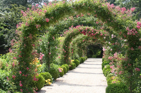 Blühende Ramblerrosen an mehreren Rundbögen entlang eines Gartenwegs, umrahmt von Buchsbaumkugeln und sommerlicher Bepflanzung im Sonnenlicht.