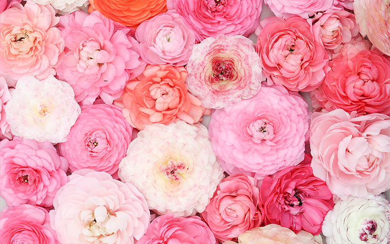 Nahaufnahme verschiedener Ranunkelblüten (Ranunculus asiaticus) in Rosa-, Pink- und Cremetönen – perfekt für Beet, Topf oder als Schnittblume