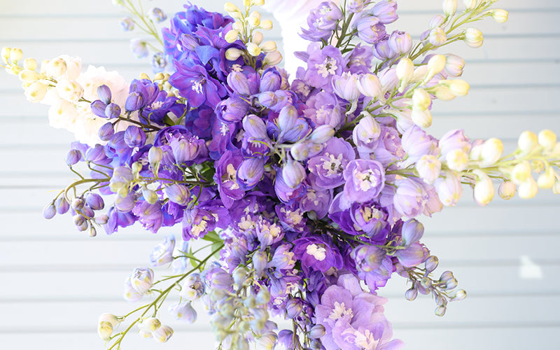 Rittersporn (Delphinium elatum) - Klassische Höhe und zeitlose Eleganz für Staudenbeete