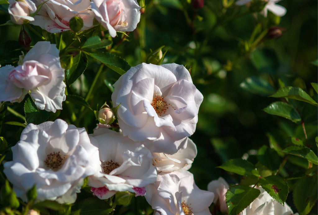 Die blühende Aspirin Rose in Nahaufnahme mit dunkelgrünem, gesundem Laub im Sonnenlicht – Symbol für gepflegte Gartenrosen.