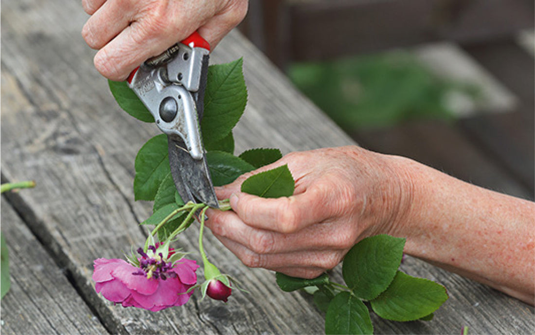 Nahaufnahme einer Person, die mit einer Gartenschere einen Rosentrieb für die Stecklingsvermehrung über einem Holztisch abschneidet.