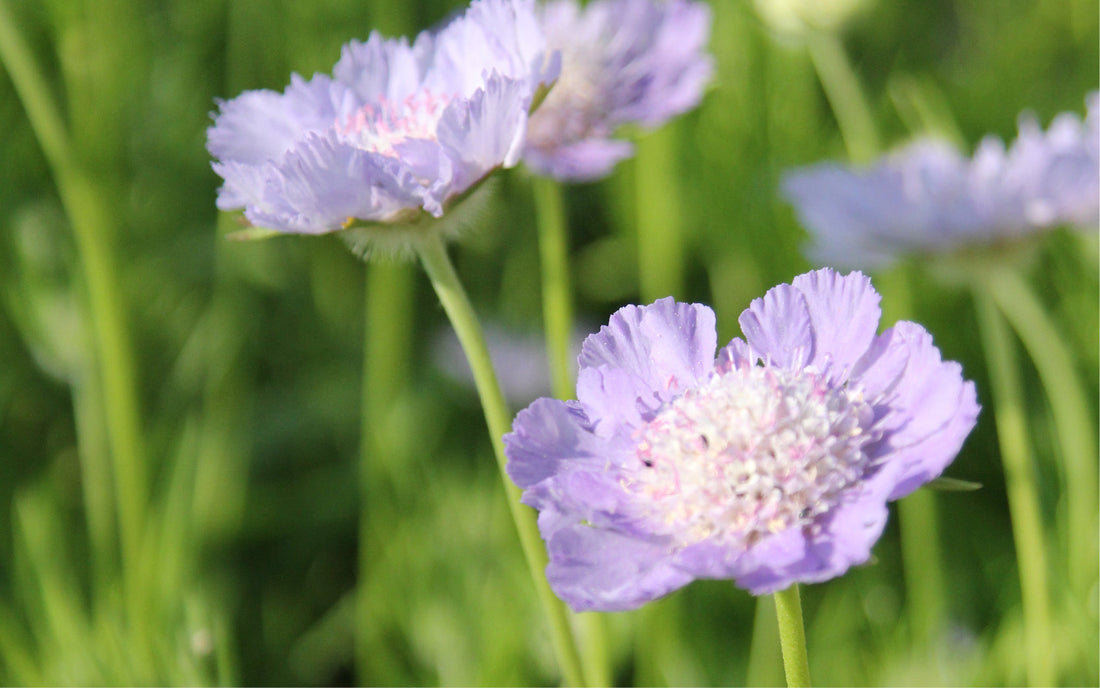 Zartviolette Blüten der Scabiose Perfecta auf schlanken Stielen vor grünem Hintergrund 