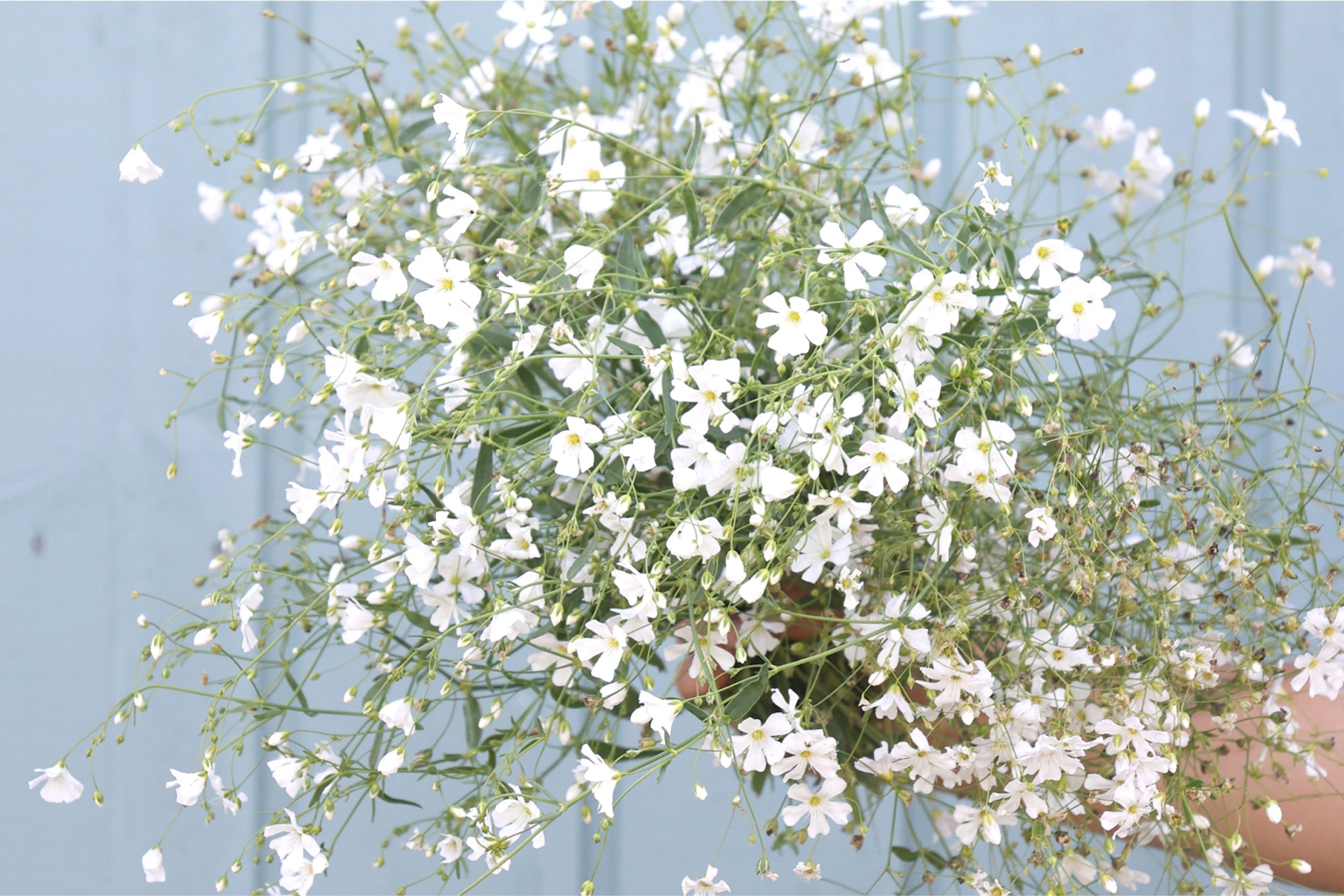 Schleierkraut (Gypsophila elegans) - Leichtigkeit für Garten & Vase
